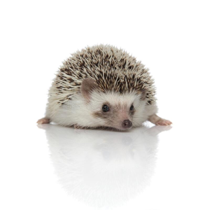 Are Hedgehogs Legal in Texas
