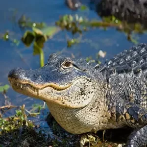 are there alligators in austin texas
