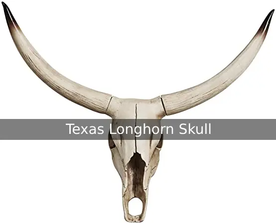How To Clean A Texas Longhorn Skull And Make a Piece of Art