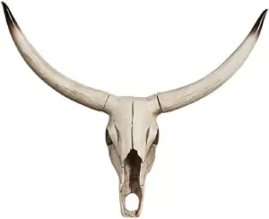 How To Clean A Texas Longhorn Skull And Make a Piece of Art
