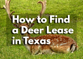 How to Find a Deer Lease in Texas