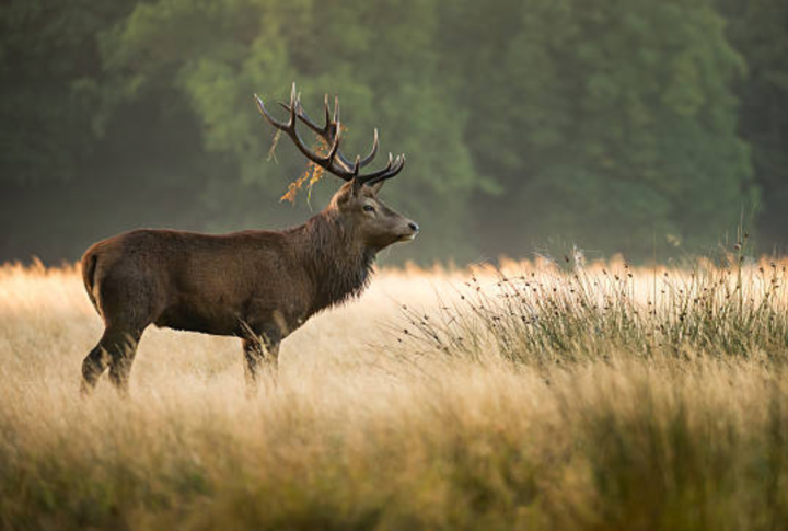 5 Best Deer Hunting Places in Texas