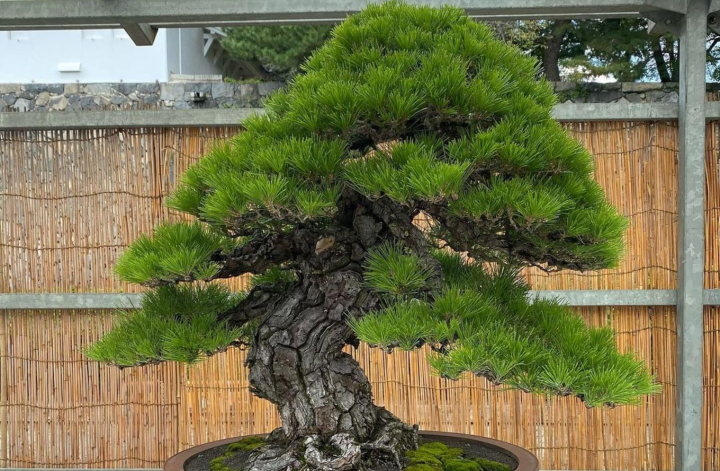 Japanese Black Pine Tree